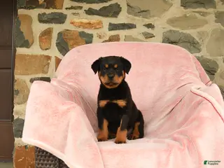 Rottweiler dogs for sale: Napoleon - Ad 2