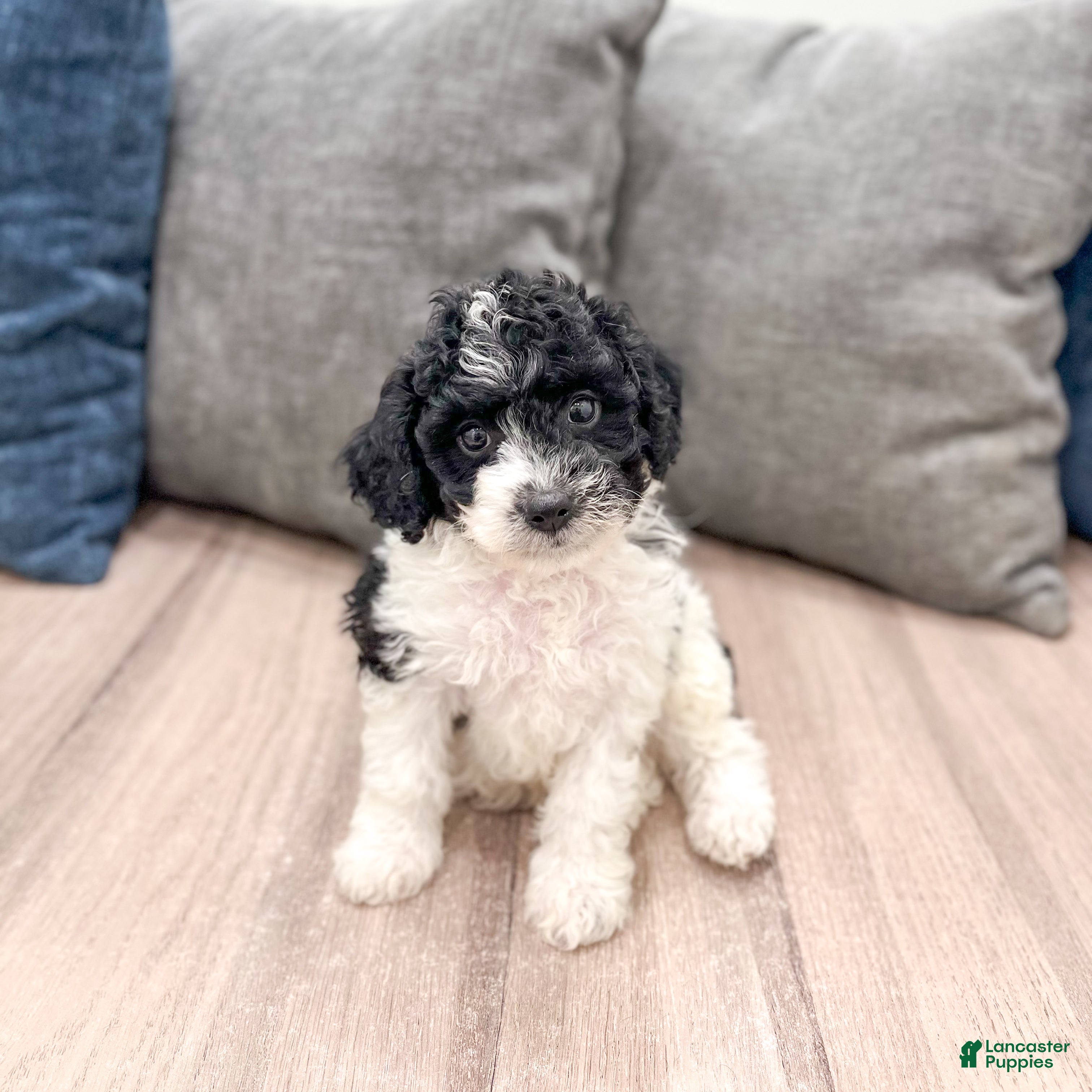 Cavapoo dogs Bandit - Ad 1