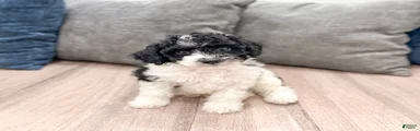 Bandit