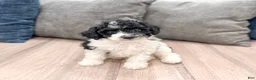 Cavapoo dogs for sale: Bandit - Ad 1