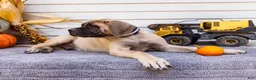 English Mastiff dogs for sale: Miles - Ad 15