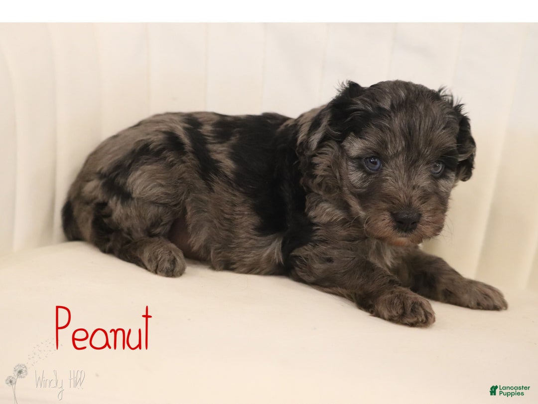 Mini Aussiedoodle dogs for sale: Peanut - Ad 3