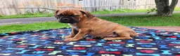 Mixed Breed dogs for sale: Zara - Ad 12