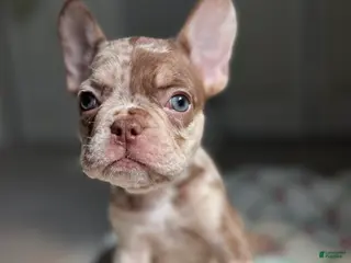 French Bulldog dogs Maple - Ad 40