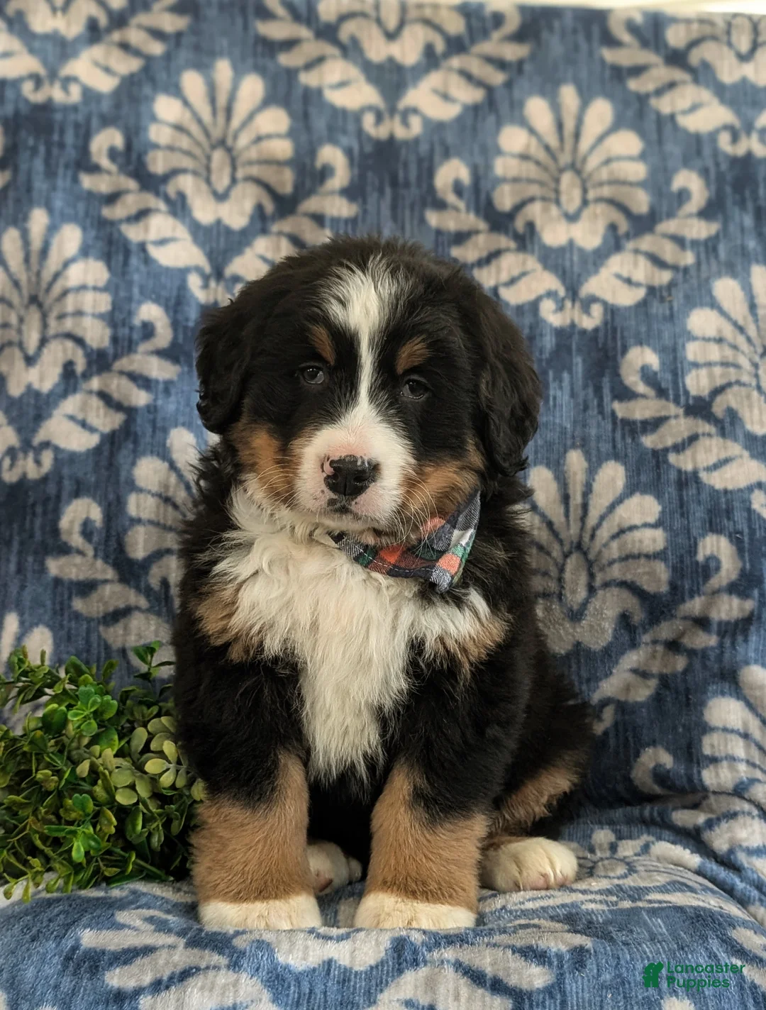 Bernese Mountain Dog dogs for sale: Donovan - Ad 2