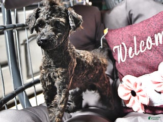 Toy Poodle dogs - Ad 22