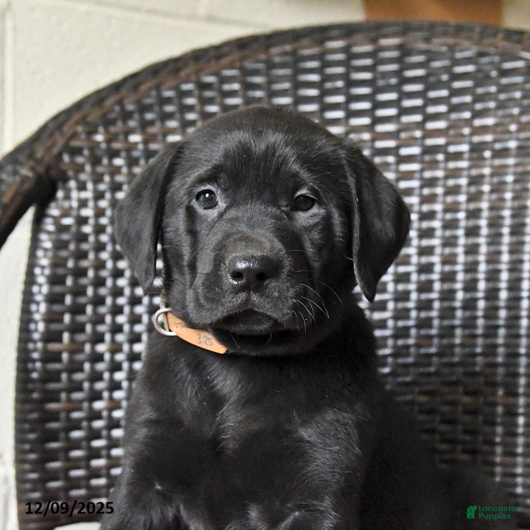 Labrador Retriever dogs for sale: Baxter - Ad 3