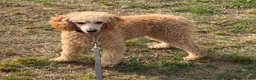Miniature Poodle dogs for sale: Ben - Ad 2