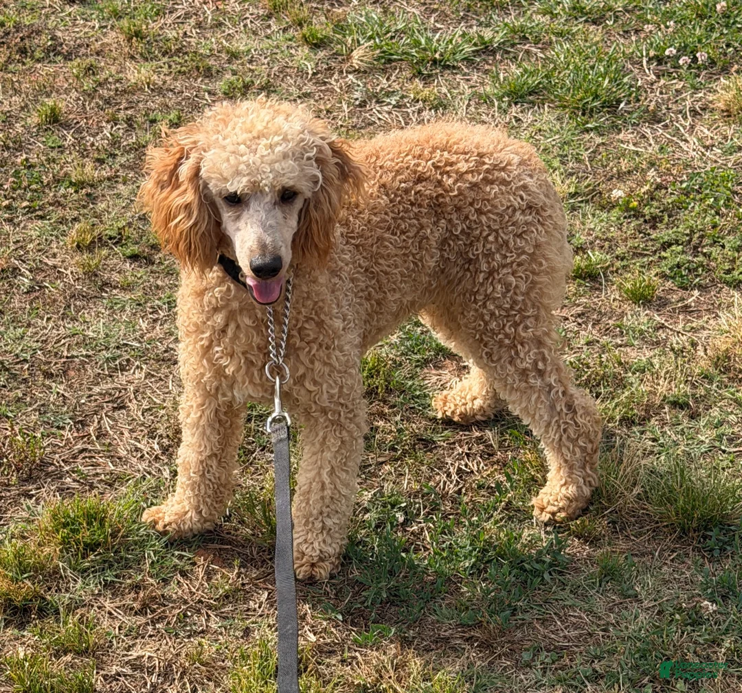 Miniature Poodle dogs for sale: Ben - Ad 2