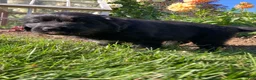 Newfoundland dogs for sale: Roses - Ad 4