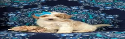 Bichpoo dogs for sale: Gillian - Ad 1