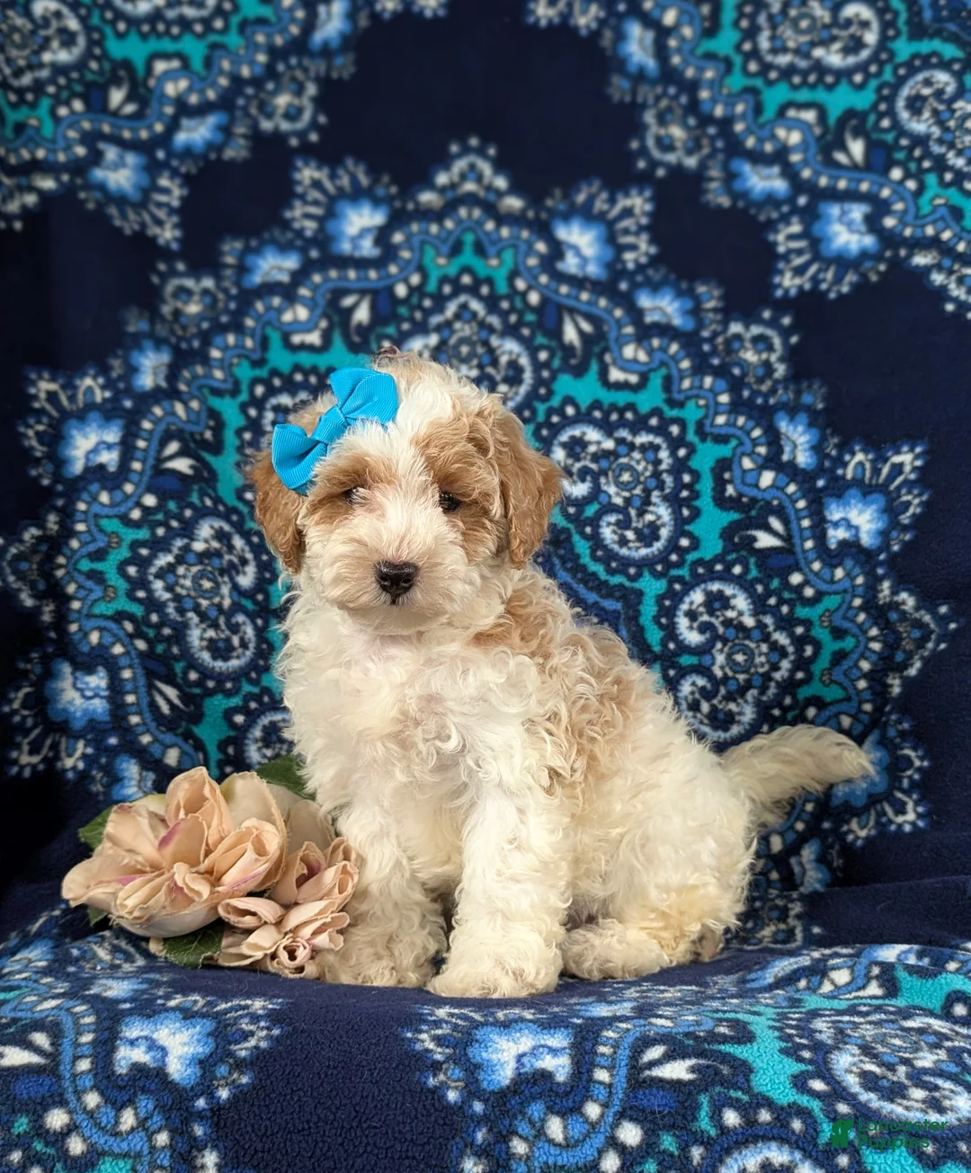 Bichpoo dogs for sale: Gillian - Ad 1