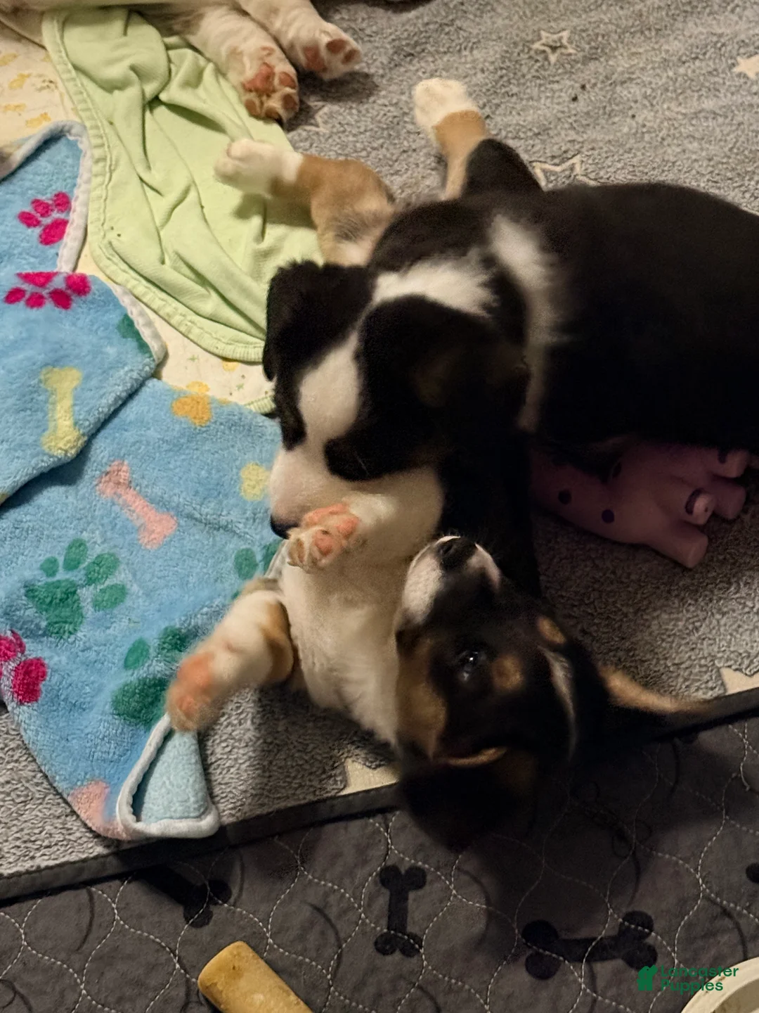 Welsh Corgi Cardigan dogs for sale: Patches - Ad 4