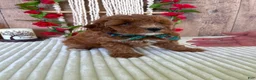 Mini Goldendoodle dogs for sale: Mr. Cloudy - Ad 5