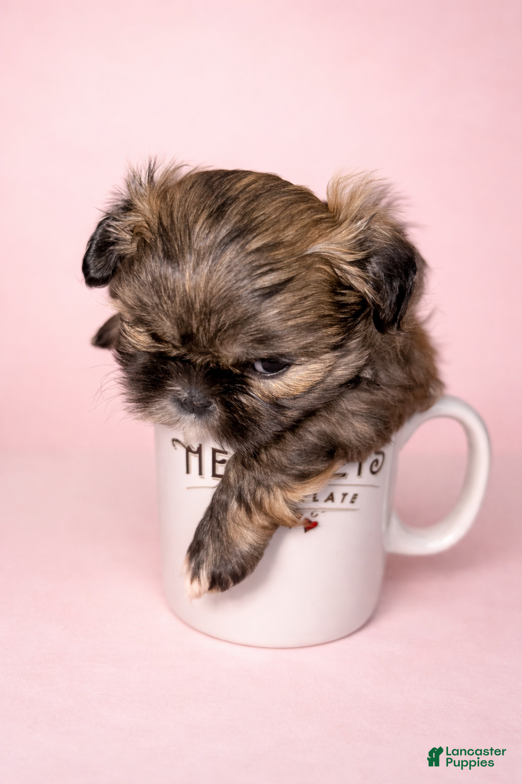 Shih Tzu dogs Princess - Ad 12