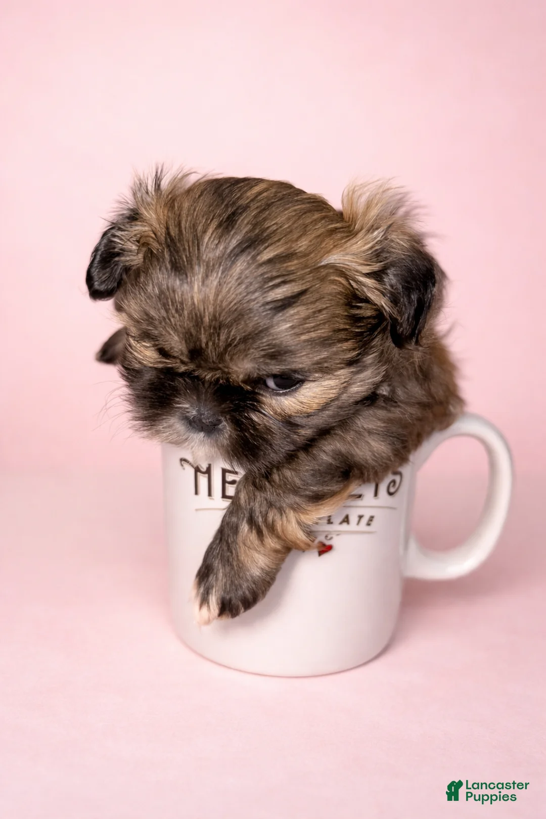 Shih Tzu dogs for sale: Princess - Ad 1