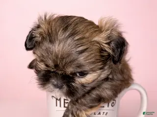 Shih Tzu dogs Princess - Ad 12