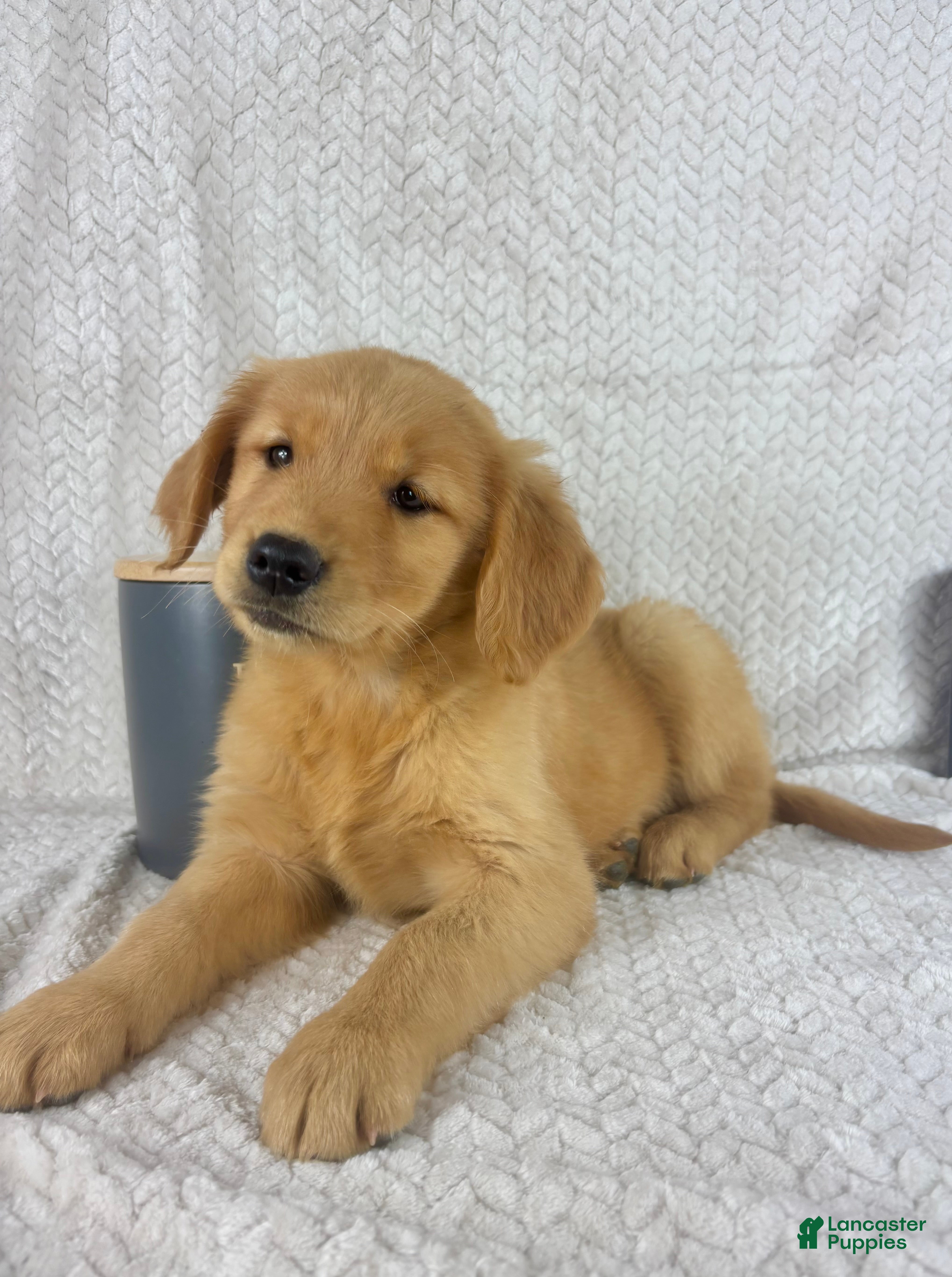Golden Retriever dogs Rosie - Ad 17