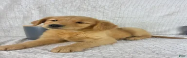 Rosie