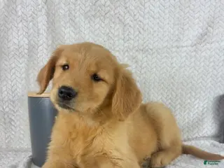 Golden Retriever dogs Rosie - Ad 41