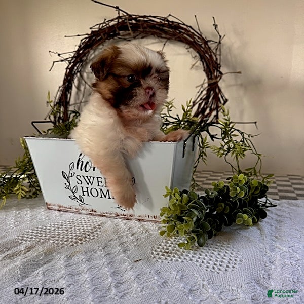 Shih Tzu dogs Jessica - Ad 1