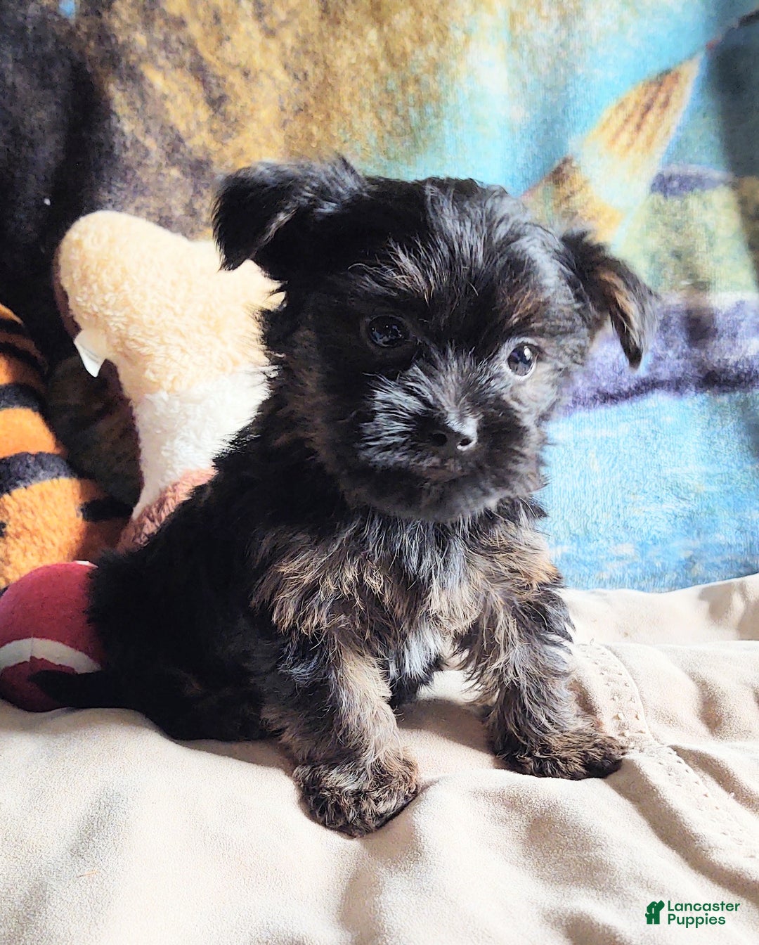 Yorkiepoo dogs for sale: Chop chop  - Ad 2