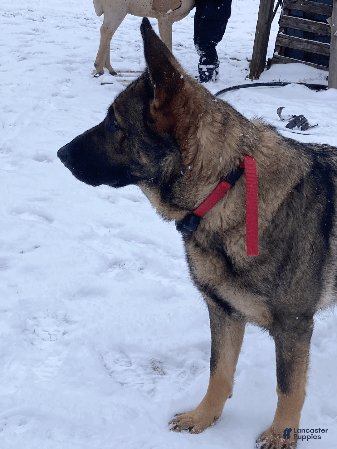 Shadow for sale in Dornsife Lancaster Puppies