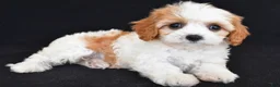 Cavapoo dogs for sale: Chloe - Ad 9