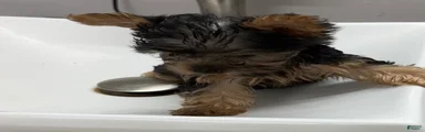 Yorkshire Terrier 2