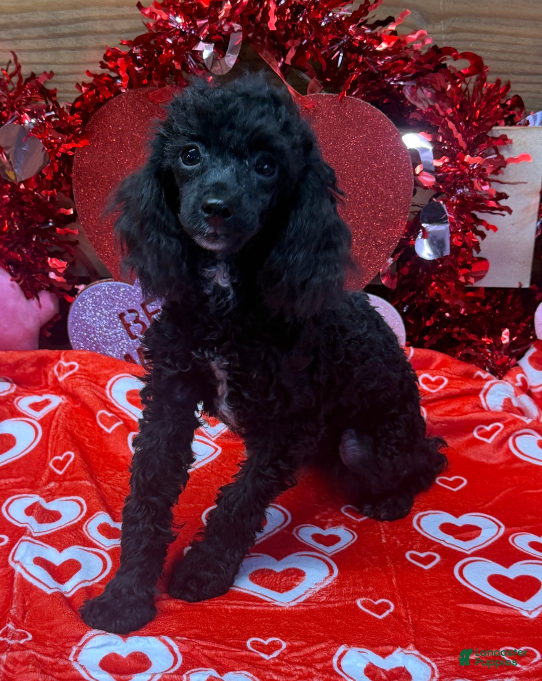 Toy Poodle dogs for sale: Abe - Ad 4