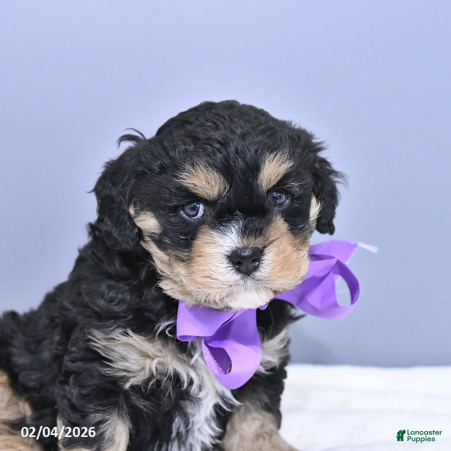 Cavapoo dogs Apollo - Ad 2