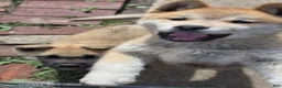 Akita dogs for sale: Akita Puppy 3 - Ad 10