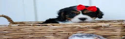 Cavalier King Charles Spaniel dogs for sale: Winston 🐶 - Ad 4