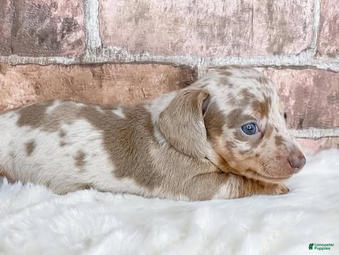 Miniature Dachshund dogs for sale: Miniature Dachshund Puppy 2 - Ad 2