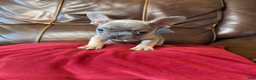 French Bulldog dogs for sale: French Bulldog Boy - Ad 1