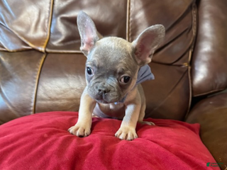 French Bulldog dogs French Bulldog Boy - Ad 2