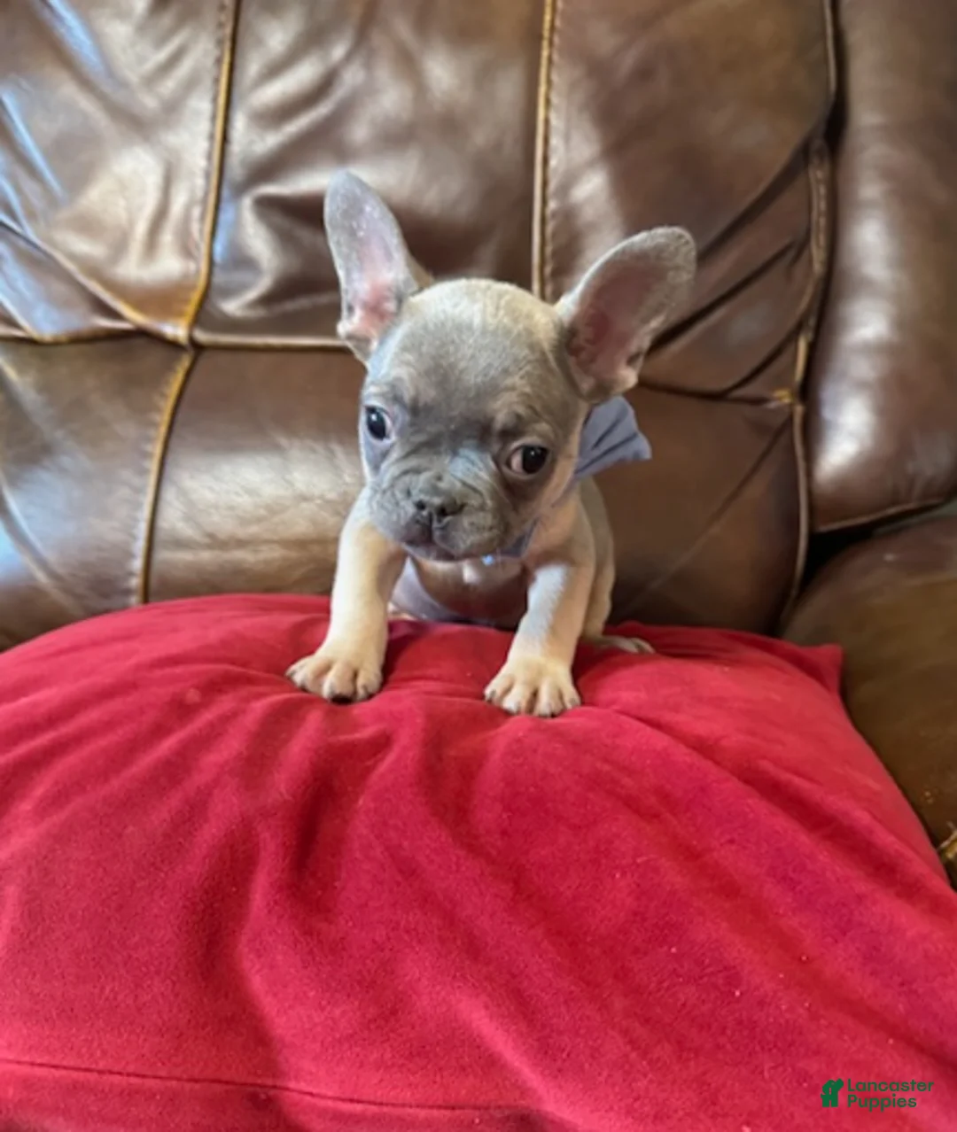 French Bulldog dogs for sale: French Bulldog Boy - Ad 1