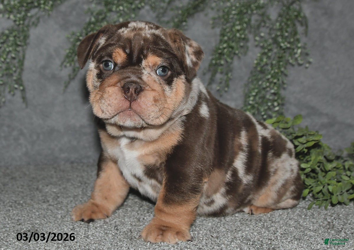 English Bulldog dogs Ashton - Ad 1