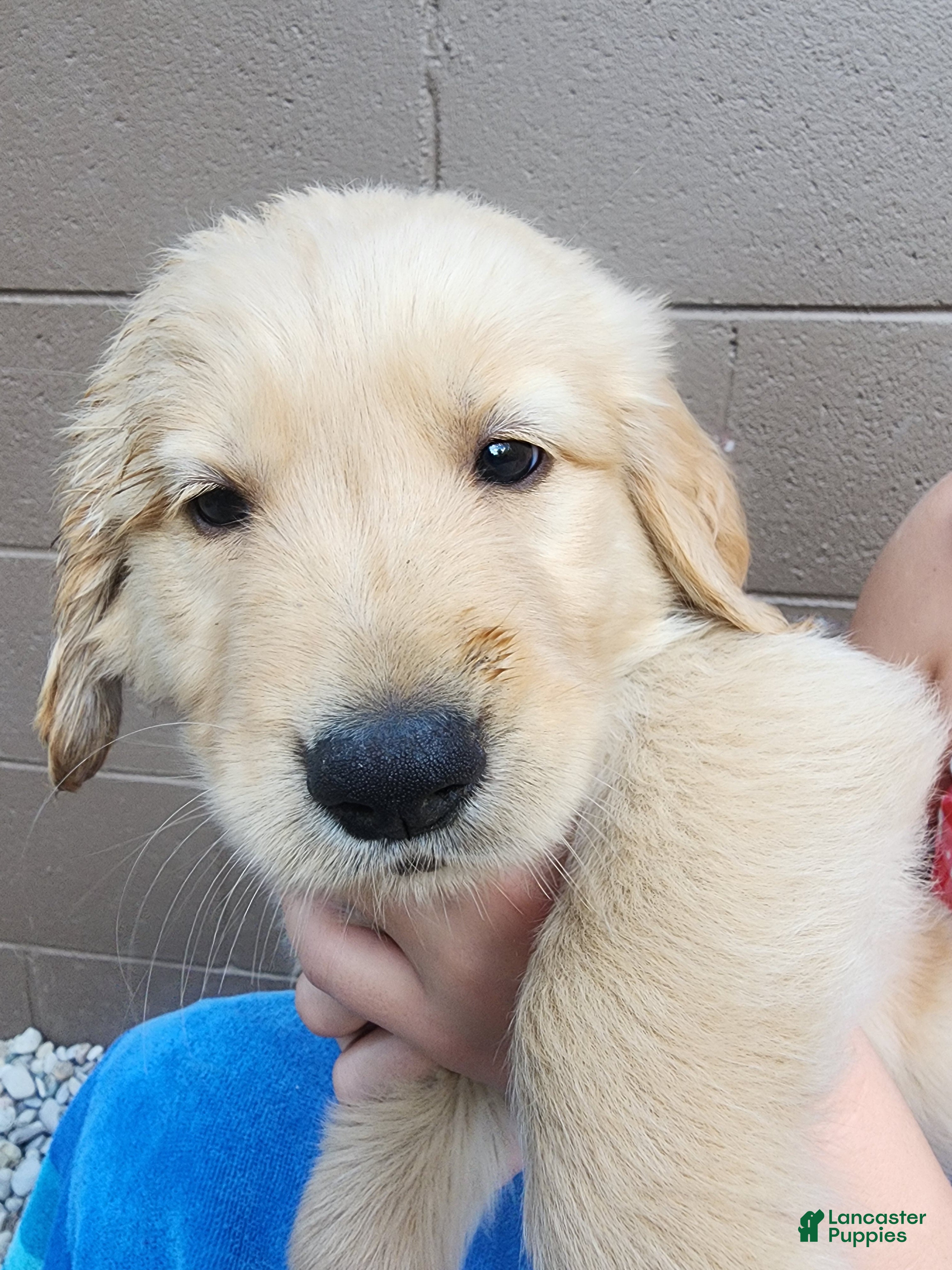 Golden Retriever dogs AKC Duke - Ad 1