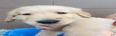 AKC Duke