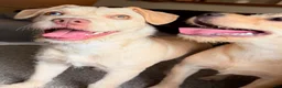 Mixed Breed dogs for sale: Winter - Ad 1