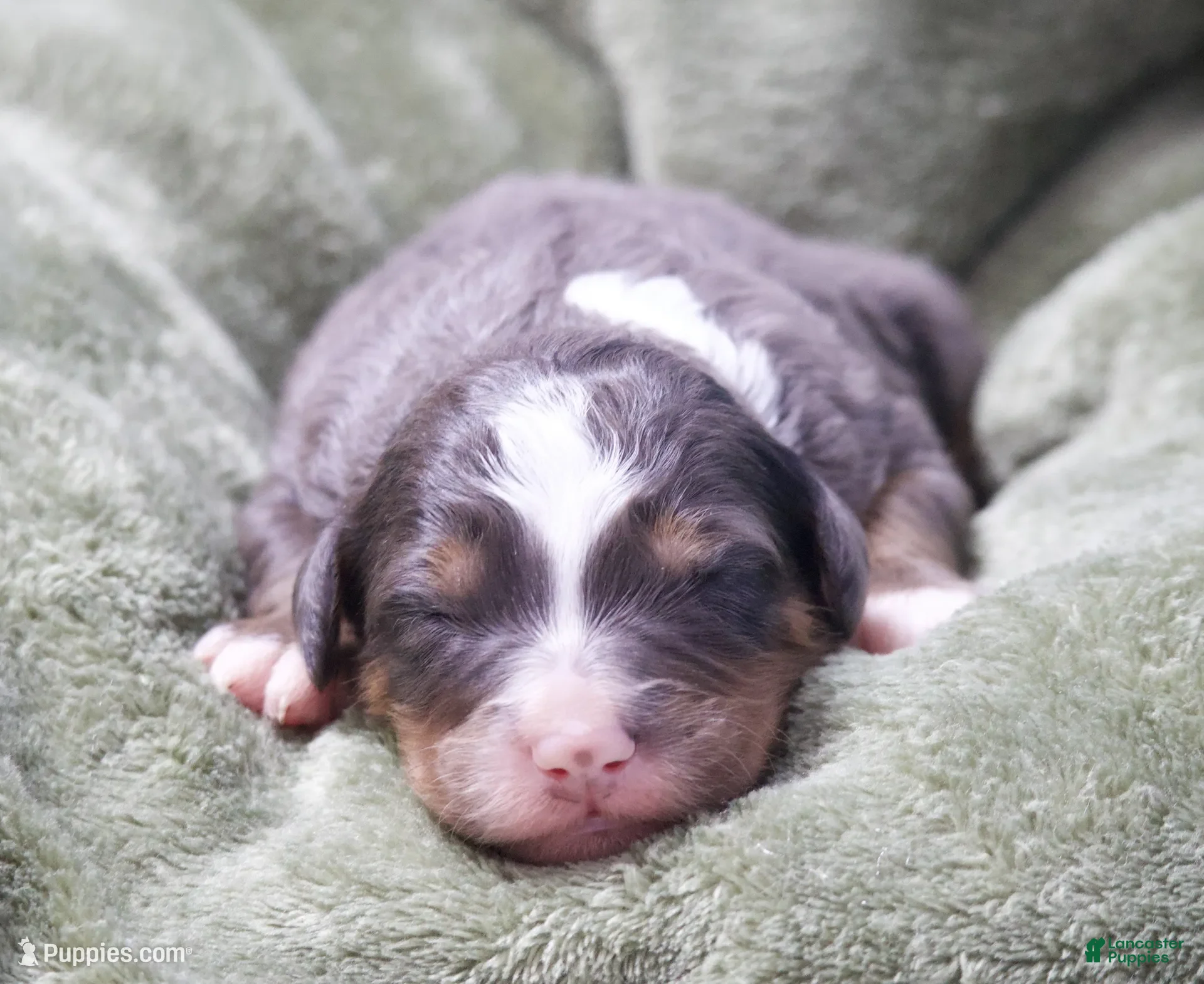 Mini Bernedoodle dogs for sale: Jasper  - Ad 2