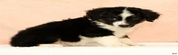 Mini Aussiedoodle dogs for sale: Lonnie - Ad 9