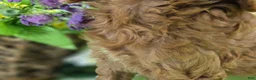 Cockapoo dogs for sale: Nigel - Ad 5