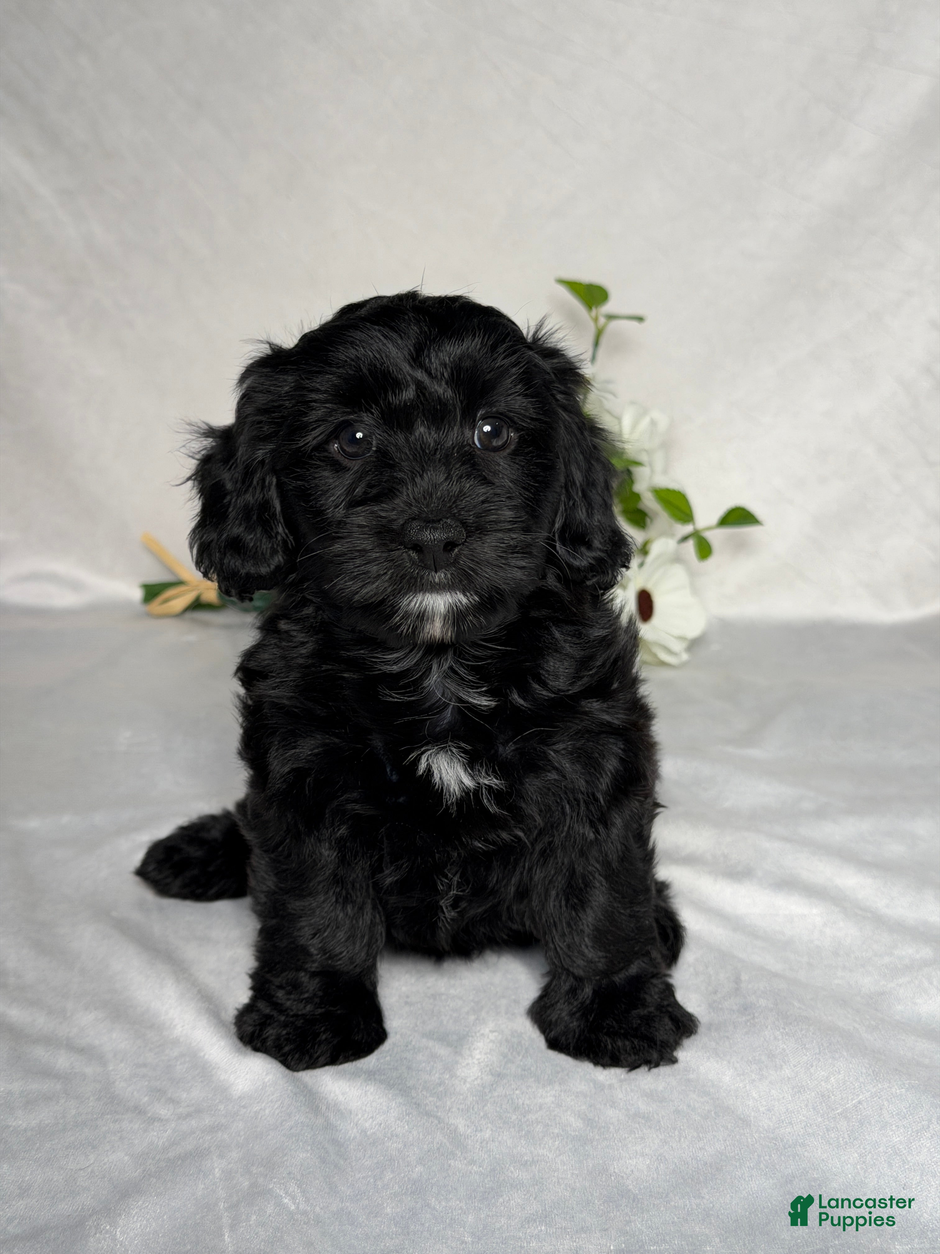 Mixed Breed dogs Macy - Ad 1