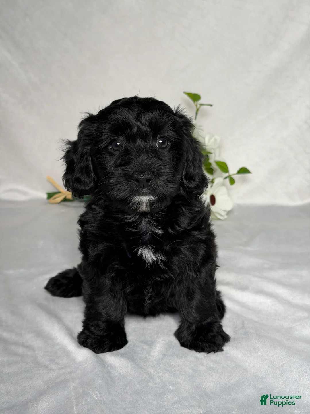 Mixed Breed dogs for sale: Macy - Ad 1
