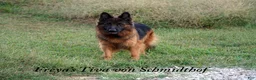 German Shepherd dogs for sale: German Shepherd red collar - Ad 7