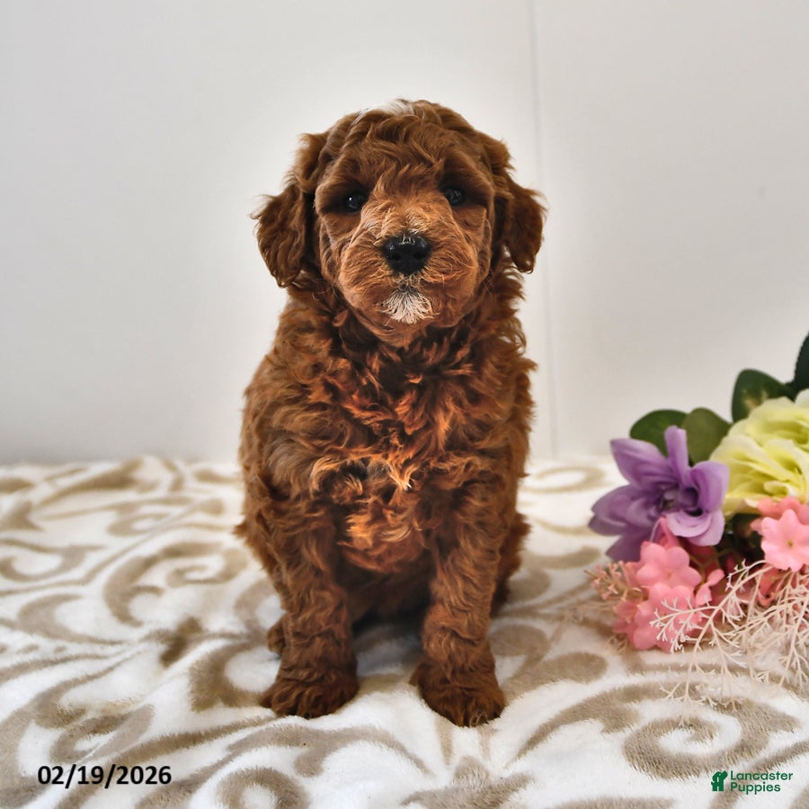 Mini Goldendoodle dogs Biscuit - Ad 1