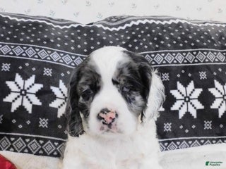 Cocker Spaniel dogs Cookies-n-Creme - Ad 25