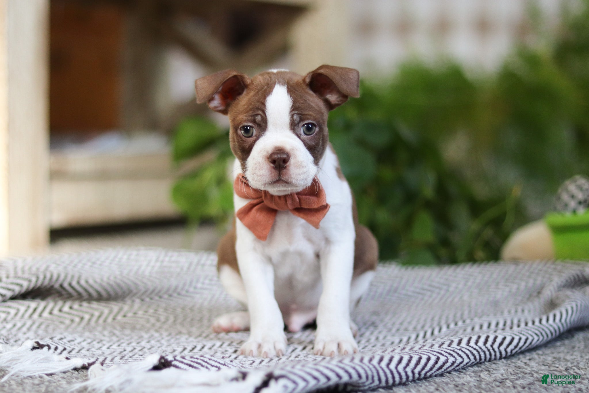 Boston Terrier dogs Rocky - Ad 3